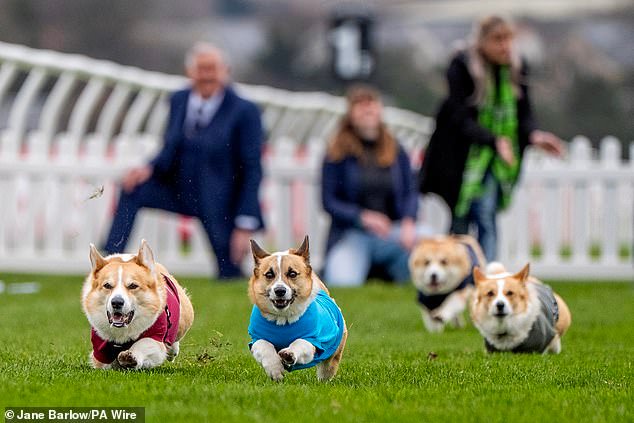 ¡En tus ladridos! Los Corgis compiten en una carrera de 70 metros para celebrar la raza de perro querida por la reina Isabel II