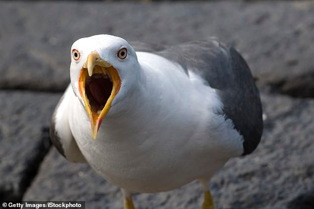 ¡Angry Birds! No teman, amigos… los ataques de gaviotas ahora están “coordinados” después de tener como objetivo una búsqueda de huevos de Pascua.