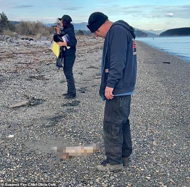 El extraño misterio de los cadáveres de perros encontrados en una isla remota finalmente se resuelve