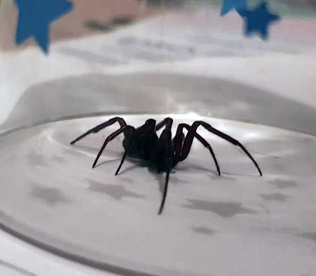 El número de pacientes hospitalizados por picaduras de araña se duplica en medio de una “explosión” de falsas viudas en el Reino Unido