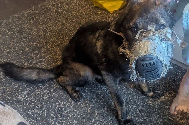 Perro muere después de ser encontrado con el hocico ‘permanentemente pegado’ a la cabeza: a su dueño se le prohíbe tener mascotas