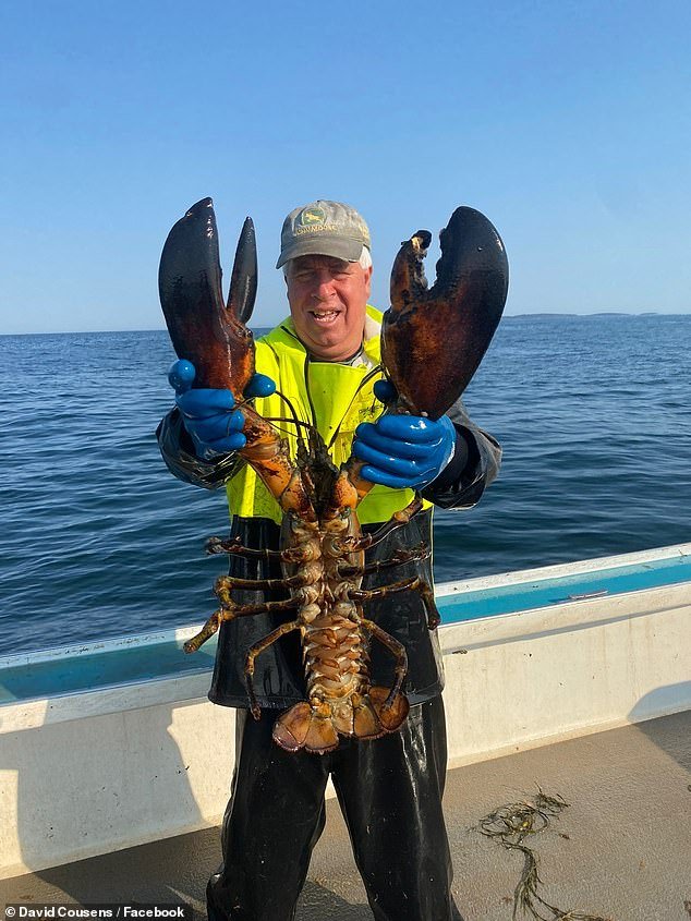 La guerra de la langosta de David y Goliat sacude la costa de Maine mientras los barcos pesqueros de una pequeña cooperativa local se enfrentan a un rival mucho más grande.