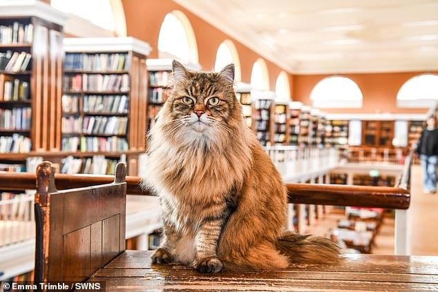 Conoce al ‘famoso’ gato de la Universidad de Oxford que hace compañía a los estudiantes en la biblioteca… y viaja al campus en autobús todos los días