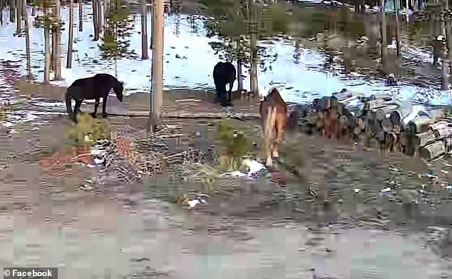 Una disputa estalla en una comunidad de montaña después de que un hombre intenta vender los caballos de su vecino después de que continúan invadiendo su tierra.