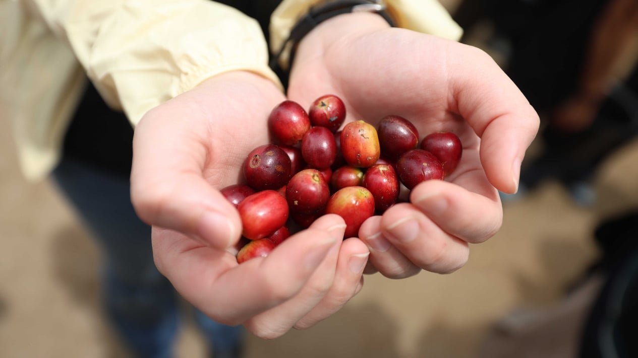 La diplomacia cafetera de Indonesia en el país de origen del Imam Bukhari