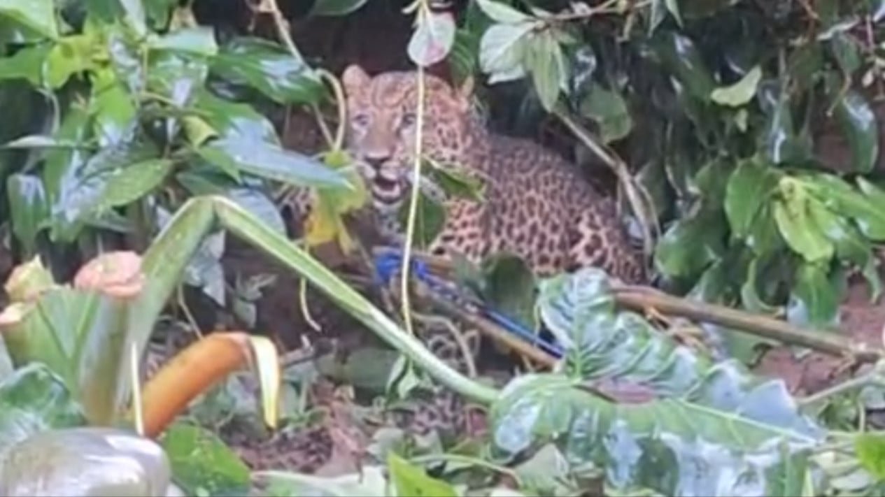 Los segundos que un leopardo ingresa a las colonias residenciales de Cisarua hasta que es atrapado y evacuado