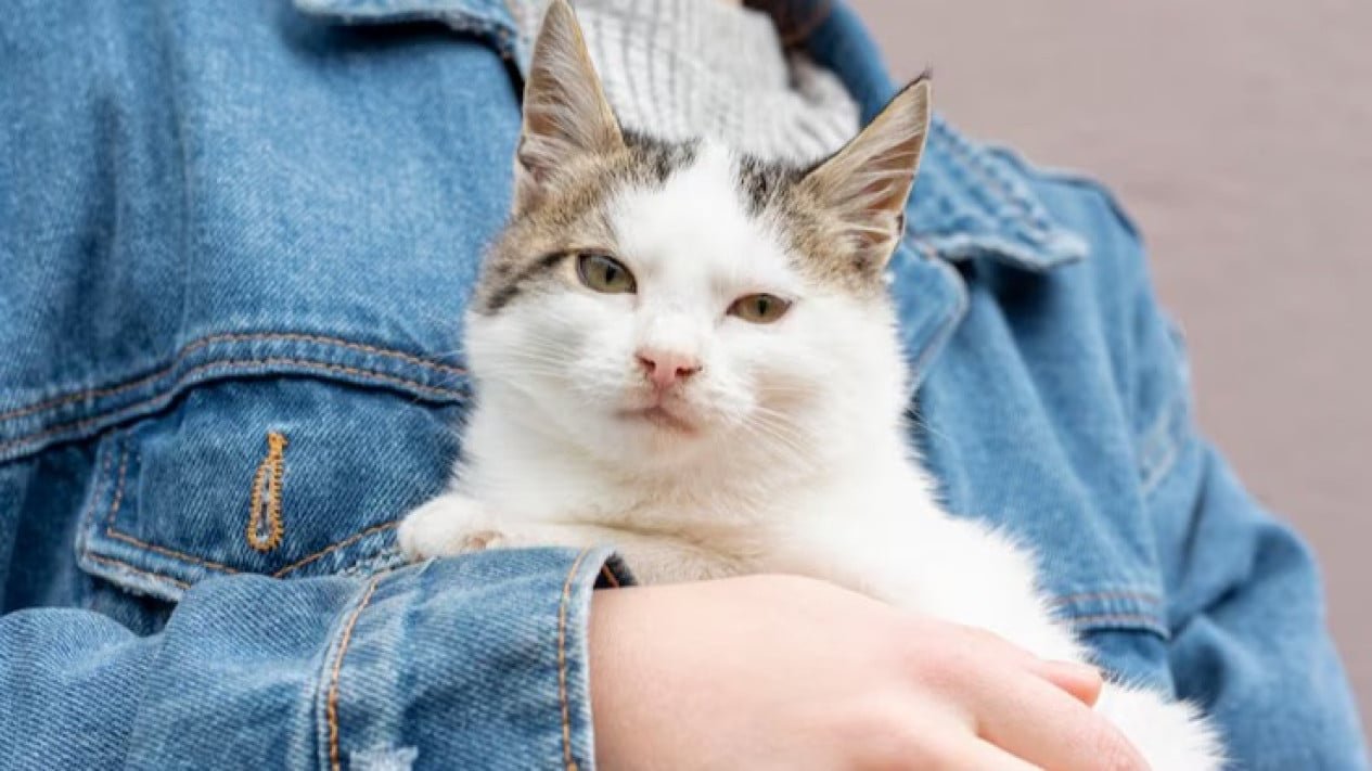 ¡Viral! Hay ofertas de trabajo para abrazar gatos que pagan cientos de millones, ¿te interesa?