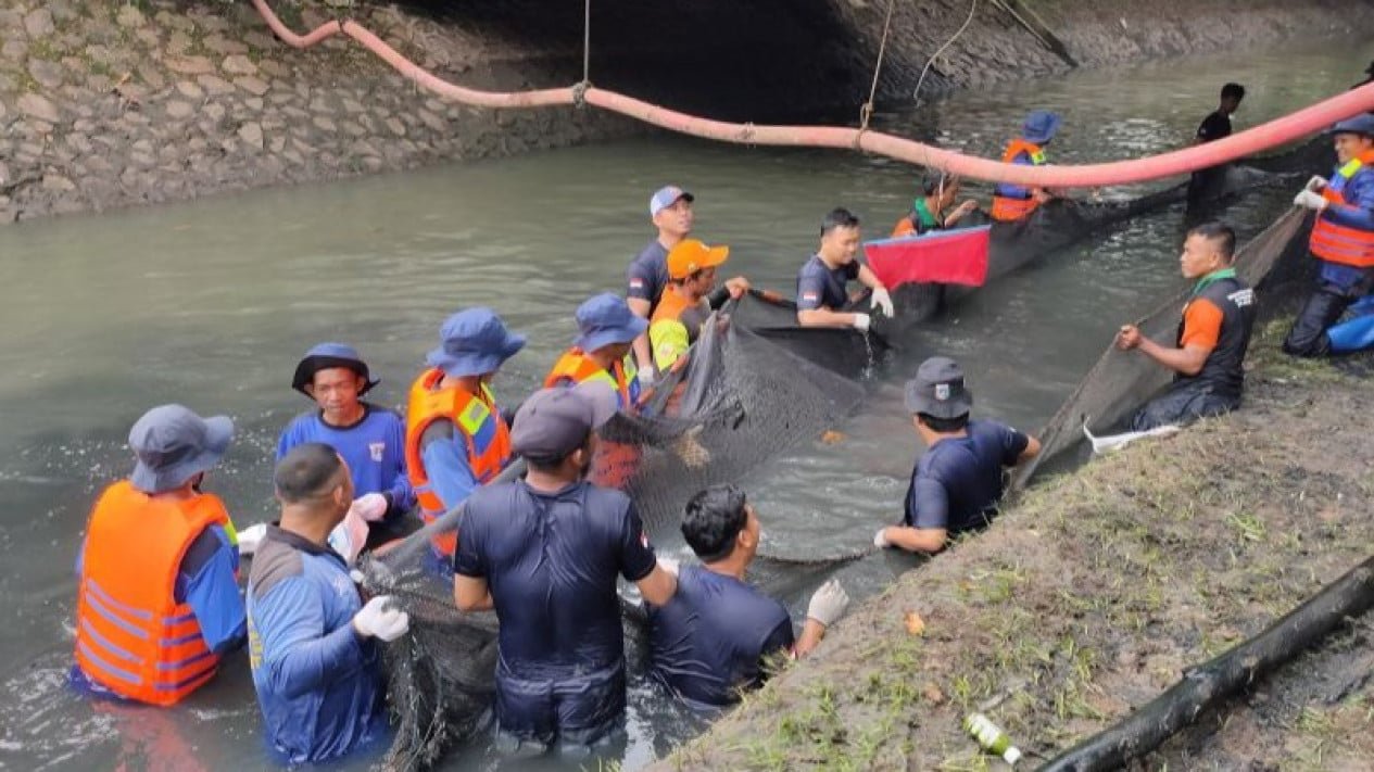 Criticado por MUI por los entierros, el gobierno provincial de DKI admite que es difícil matar peces escoba en grandes cantidades